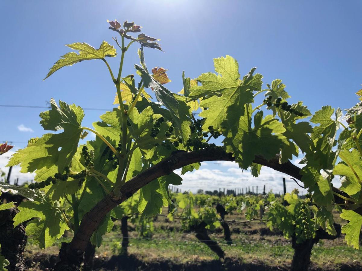 Clos De Bertinat Saint-Sulpice-de-Faleyrens Экстерьер фото